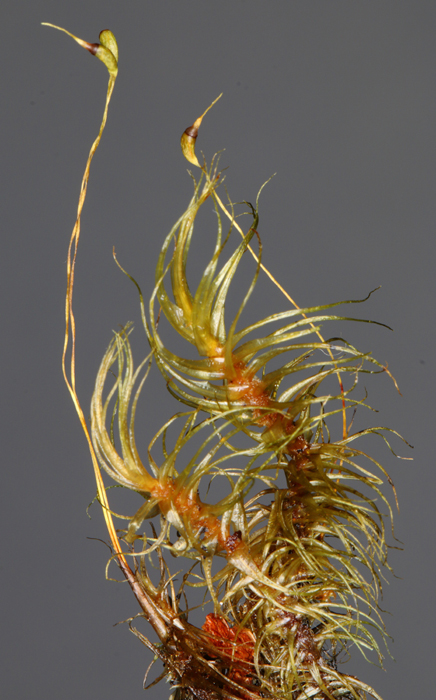 Dicranum majus var. majus